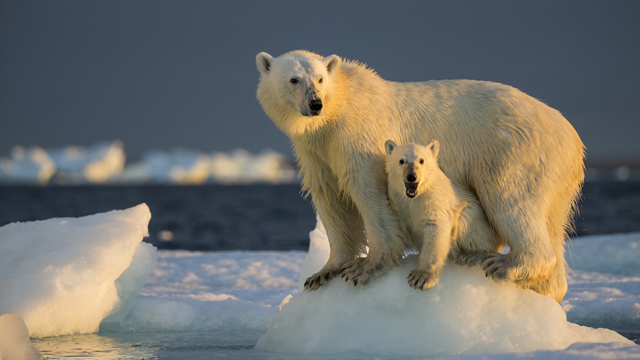Because of climate change, polar bears have less access to food, and their habitats are becoming smaller.