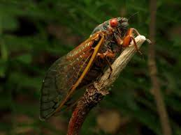 A straggler of the Brood X cicadas in 2017