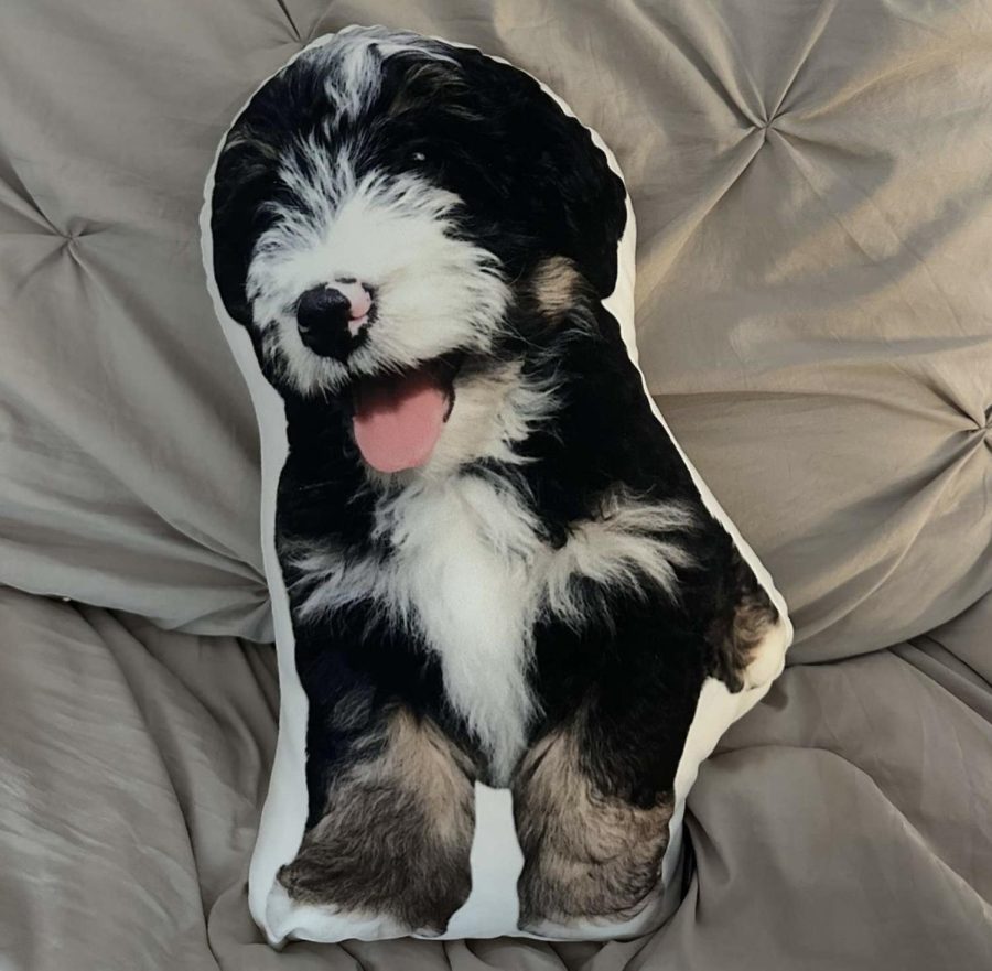 The pillow Emily Parks received for Christmas, which resembles her dog Hank.