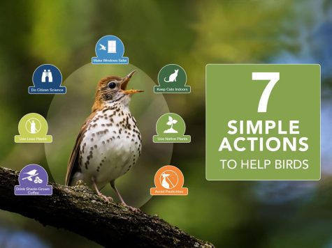 A Wood Thrush helping to demonstrate seven simple actions to help birds.