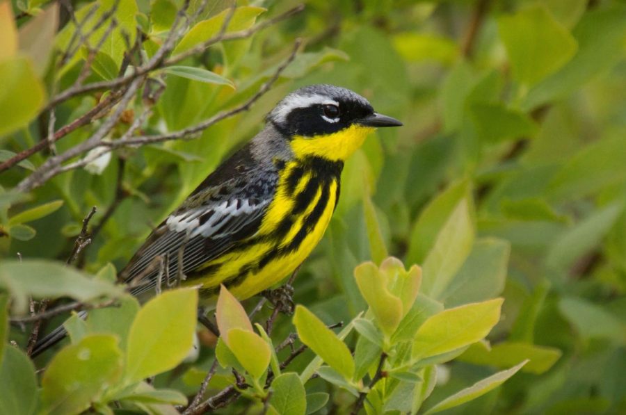 A Magnolia Warbler perched on a bush at Black Moshannon State Park.